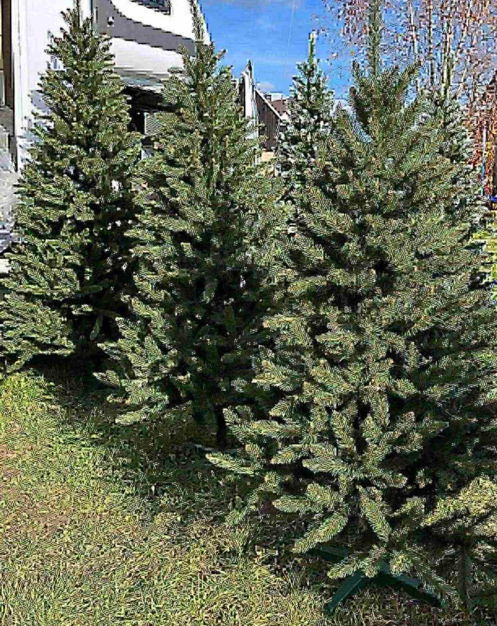 PREMIUM JELKE - ZELENE